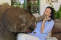 ゾウさんがお家で大暴れ!?無邪気すぎる行動に飼い主も苦笑い