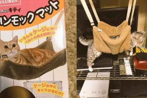 なぜこうなった！？飼い主も驚いたネコの自由すぎる行動12選