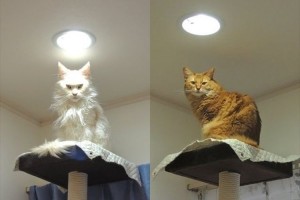 「同じ場所にいるのに威圧感が違う」カメラに写るキメ顔が迫力満点すぎるネコ