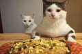 「美味しそうな食事 vs かわいい猫」どっちも魅力ありすぎて困っちゃう