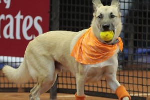 「拾ってきたよ、えらい？」テニスのボールボーイならぬボールドッグの登場に会場熱狂