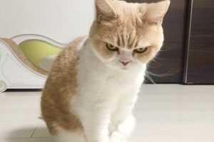 目つきがヤバい猫。怒ってないけど不機嫌顔の小雪さんに惹き込まれる