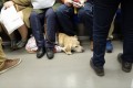 どうして満員電車にいた盲導犬は足から血を流していたのか。見かけたら守ってあげて欲しい