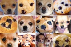 チワワなの？マフィンなの？見分けがつかない画像たち