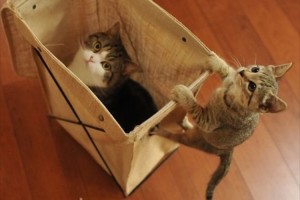 ニャンとも可愛い“まる＆はな”が「猫の利き手」を調べる実験に参加…結果は？