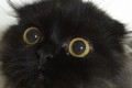 まっくろくろすけみたないな猫のギモくん。大きな目がかわいい