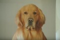 空気を読むワンコ、ゴールデンレトリバーの名演技が光るAmazonプライムのCM が良い！