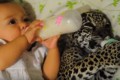 「おいちいね~」一緒にミルクを飲む赤ちゃんとジャガーのツーショットがたまらない