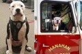 火事で全身大やけどを負った赤ちゃん犬、今では立派な消防署の仲間だワン!