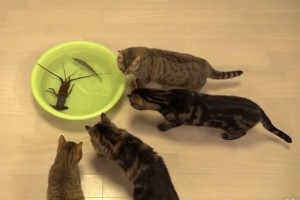 「これにゃに？」初めて見る伊勢海老に恐る恐る近づくネコたちがカワイイ