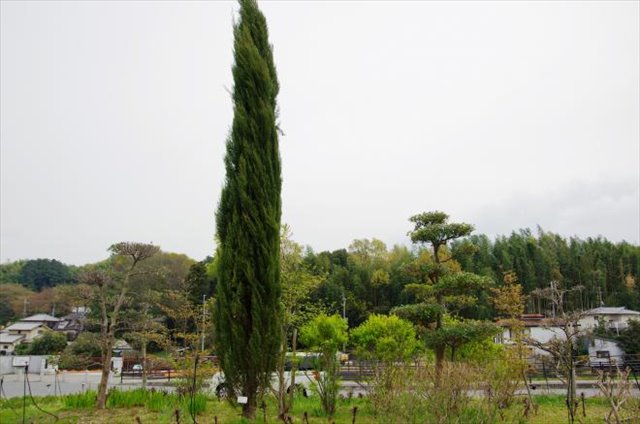 itosugi