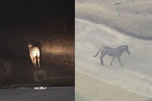 逃走中の“シマウマ”の目撃情報が深夜に流れる→翌朝ゴルフ場で発見されるも未だ捕獲ならず