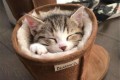 なぜそんなところに!?思わず笑ってしまうほど狭いところが大好きなネコ18選