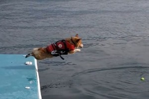 【動画】全然飛べてないじゃん！ボールを拾いにいく、コーギーのダイブが微笑ましい