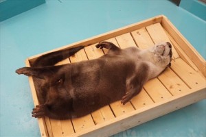 「休日のオッサンかよ!」水揚げされた魚のようなカワウソ…飼育員の手作りベッドにて