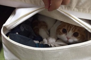 猫の毛対策用で購入した衣装ケース…チャックを閉め忘れたら、こうなっちゃった♪