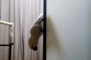 【動画】「もっと鳥っぽく下りないの!?」翼を使わずに床へ降りるオウムが話題に!