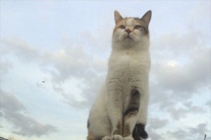 超常現象!?一見、普通に座っているだけの猫に驚愕の事実が隠されていた