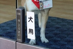 この発想はなかった!自動ドアの入り口に“犬専用の自動ドア”…熊本合鍵センター