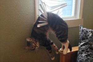 「いけると思ったんだニャ」ネコのちょっとおバカな行動に癒される