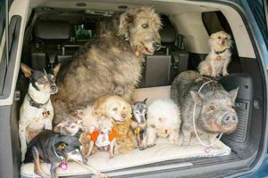 イヌだけでなくブタやアヒルまで！里親の見つからない動物たちが引き取られ幸せ一杯に