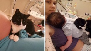 ママのお腹が大きなころから守ってくれていた猫。産まれた赤ちゃんにも愛情を注ぐ