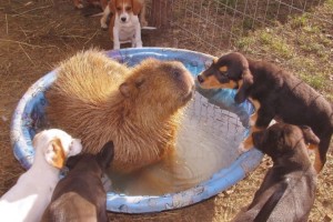 誰とでも仲良くなってしまう不思議な動物カピバラさんのほのぼのショット20選