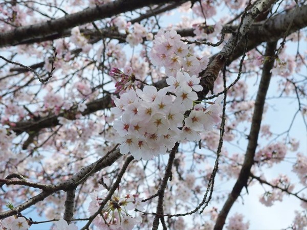 12923123_474112282799801_7019426905985753024_n_R