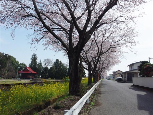 12931009_474112296133133_6299046910823389633_n_R