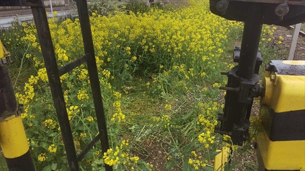 12961580_475769395967423_7433386204965441011_n_R