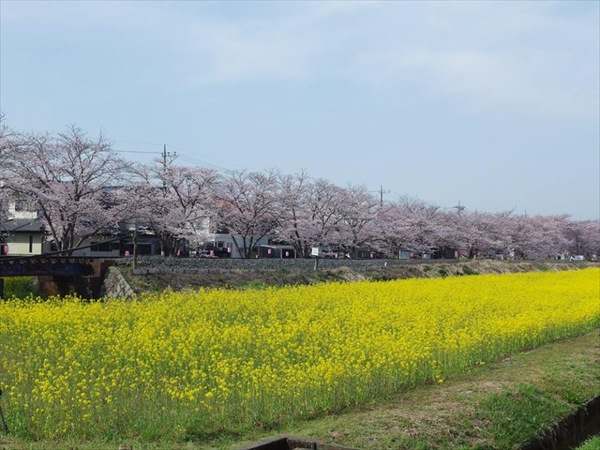 12963901_474112269466469_2205713003651415106_n_R