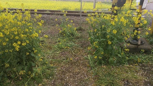 12998471_475769372634092_8853752062486610659_n_R