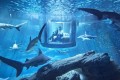 ドキドキ、ハラハラ！水族館が始めた“民泊”は想像の斜め上の部屋だった