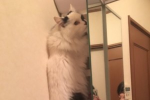 行方不明にならないように。「地震でびっくりしている猫を落ち着かせる方法」が話題に