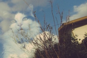 窓に映り込んだ猫が良い味出している奇跡のショット