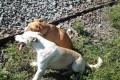 線路で傷付き寄り添う2匹の犬、絶対に離れようとしないのには理由が...