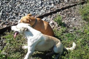 線路で傷付き寄り添う2匹の犬、絶対に離れようとしないのには理由が...