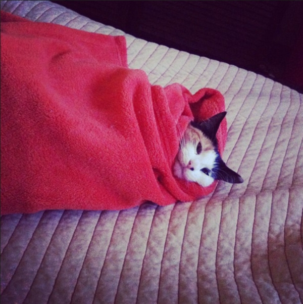 cats-enjoying-warmth-2__605r