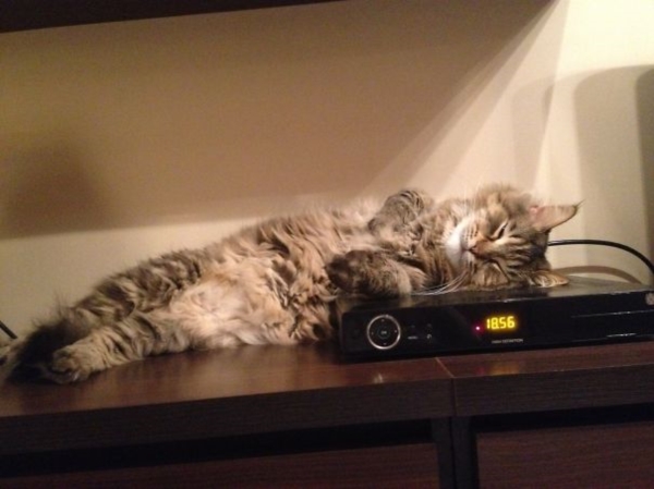 cats-enjoying-warmth-39__605r