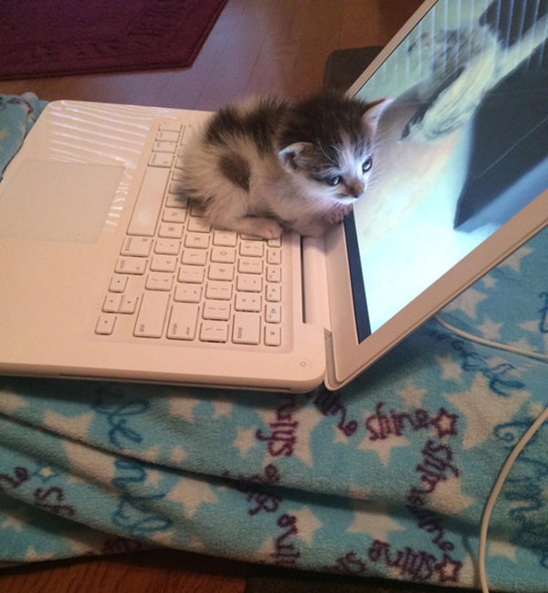 cats-enjoying-warmth-44__605r