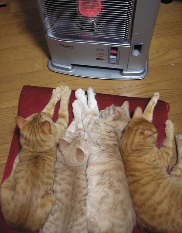 cats-enjoying-warmth-48__605r