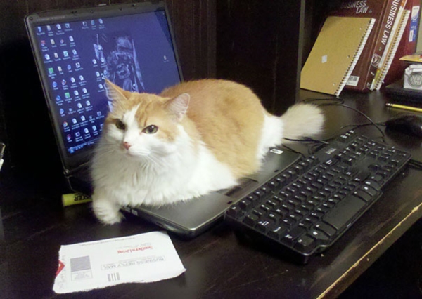 cats-enjoying-warmth-49__605r