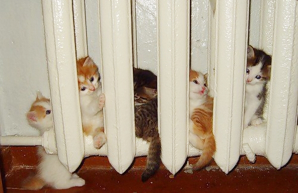 cats-enjoying-warmth-53__605r