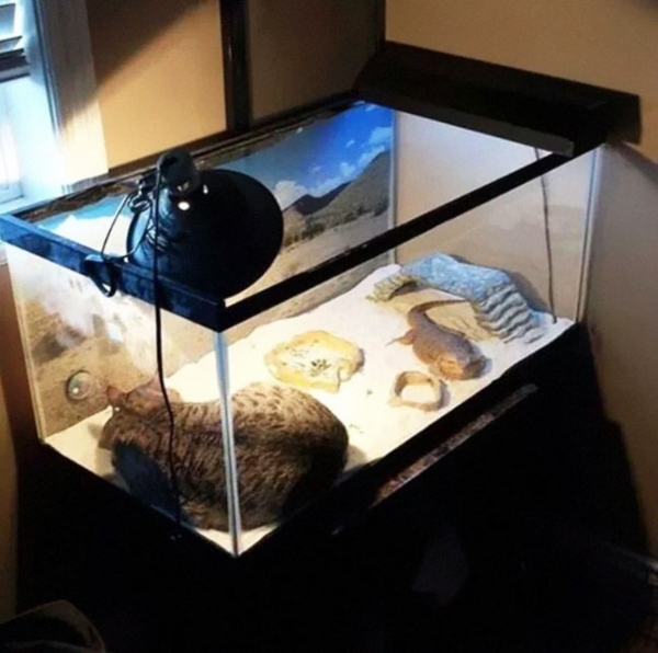 cats-enjoying-warmth-56__605r