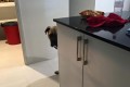 いつもどこかで見ている...ストーカー犬、サイラスがかわいい。