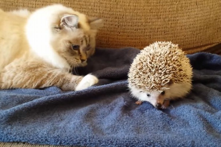 仲良くニャりたいニャー!!ネコとハリネズミは親しき仲にもトゲあり!?