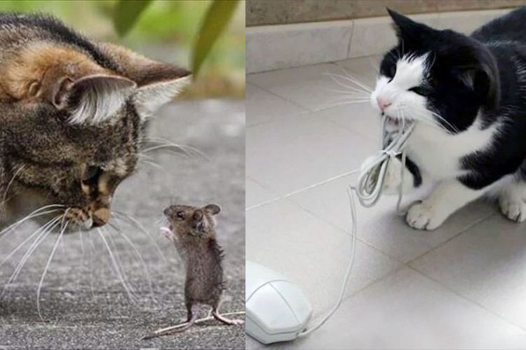 我々だって、進化するのニャ…!?テクノロジーと共に変わりゆく猫の生き様