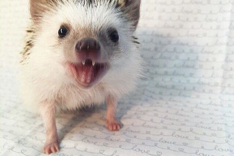 新スター誕生か!?今、Instagramで話題の牙の生えたハリネズミが超キュート
