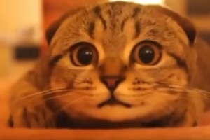 め、目が離せない…！！ホラー映画を見ている猫のムービーが可愛すぎる