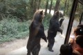 「中に人がいるだろ」とツッコミが多発！２頭のクマさんが人間っぽい！